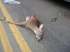 deer3.jpg