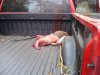 deer4.jpg