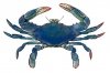 crabbig.jpg
