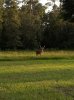 Big Buck.jpg Big Buck.jpg