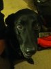 Blackie.JPG Blackie.JPG