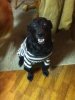 Blackie's Halloween Costume.jpg
