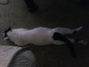 Kitty sleeping funny.jpg Kitty sleeping funny.jpg