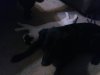 Kitty sleeping.jpg