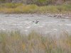 steve2013 029.jpg