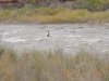 steve2013 030.jpg